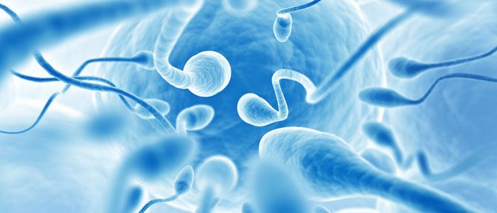 Die Omega-3-Spermien – Ernährung und Spermaqualität
