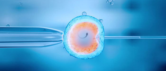 Embryotransfer: Weniger ist (oft) mehr